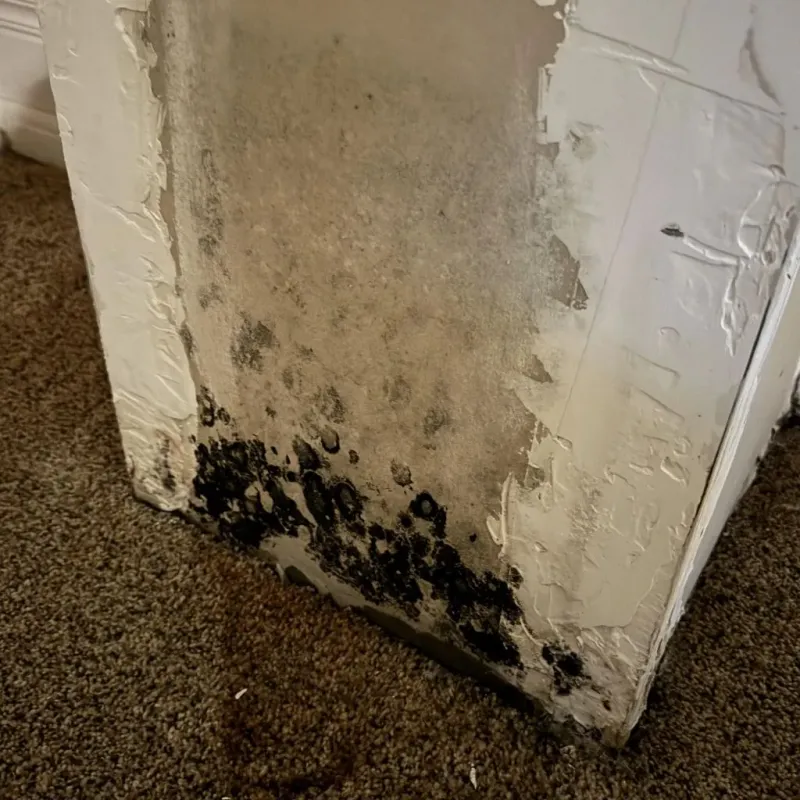 Professional Mold Removal in Liberty, MS
